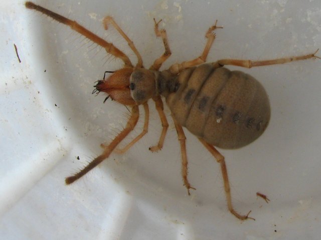 Solifugae spec- 